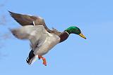 Duck In Flight_34089